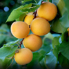 Apricots